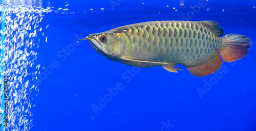 アロワナ・紅尾金流・幼魚（アクアリウム）