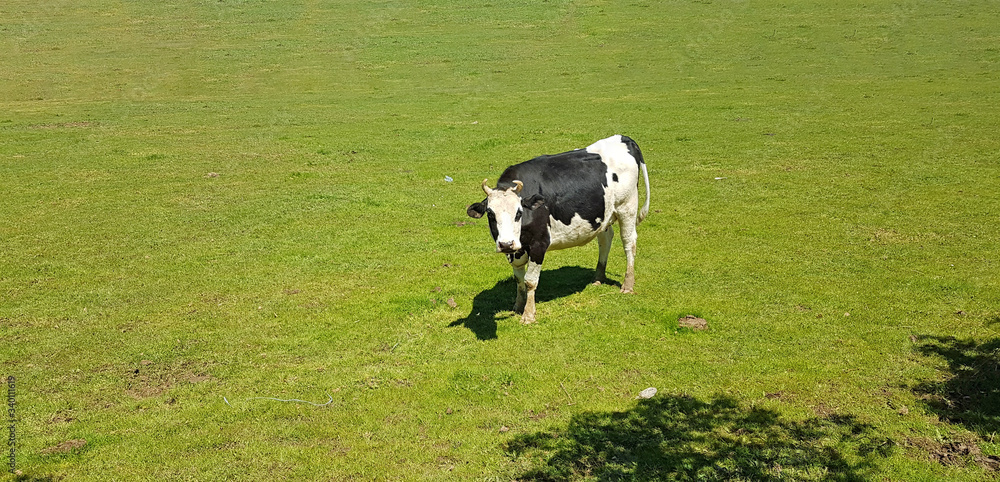 cow in a green meadow spring season colors cow in a green meadow spring season colors