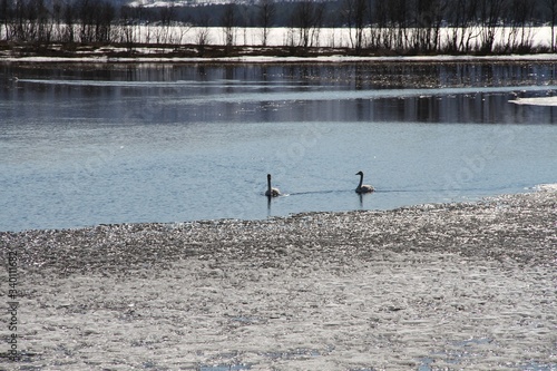Foto water, lake, nature, bird, landscape, duck, birds, pond, river, sea, wildlife, w