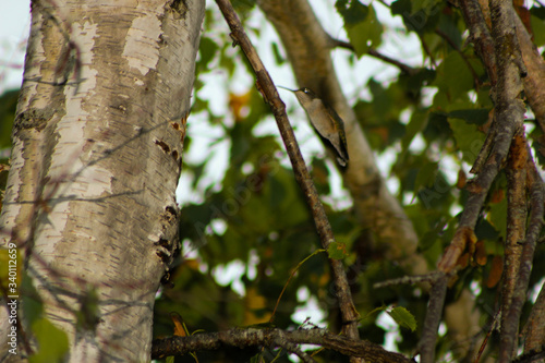 Hummingbird hovering in a tree 