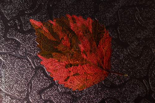Detalles de hojas rojas de un árbol. Acalypha wilkesiana, Fire Dragon Acalypha, Hoja de Cobre, Copper Leaf. Macro photography.