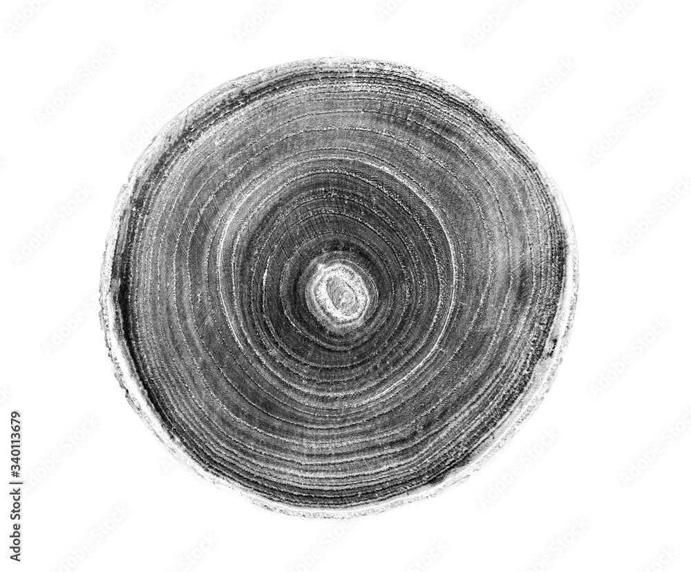 Black and white wood texture stamp art. Detailed felled tree ring