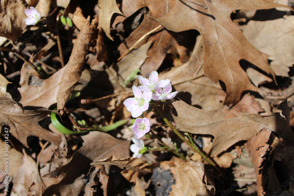 Fototapeta premium Spring beauty wildflower on a bed of brown oak leaves at Blue Star Memorial Woods in Glenview, Illinois