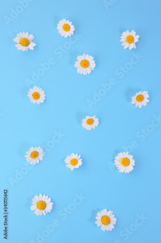 white daisy flowers on a colorful background