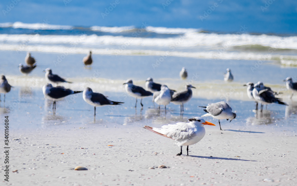 Flock of birds on beach Flock of birds on beach