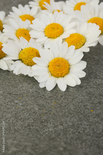 white daisy flowers on a colorful background