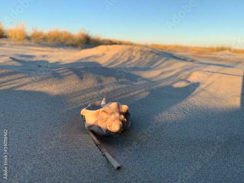 Φωτογραφία Knobbed whelk in sand on beach at sunset
