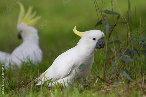 Cockatoos on the Ground Feeding