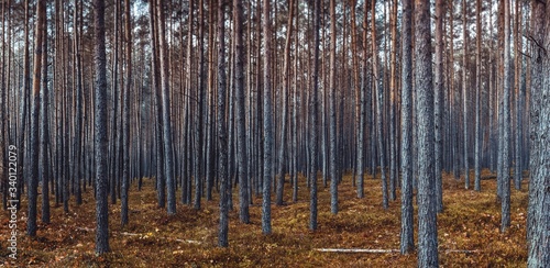 Fototapeta Naklejka Na Ścianę i Meble -  Las 2 