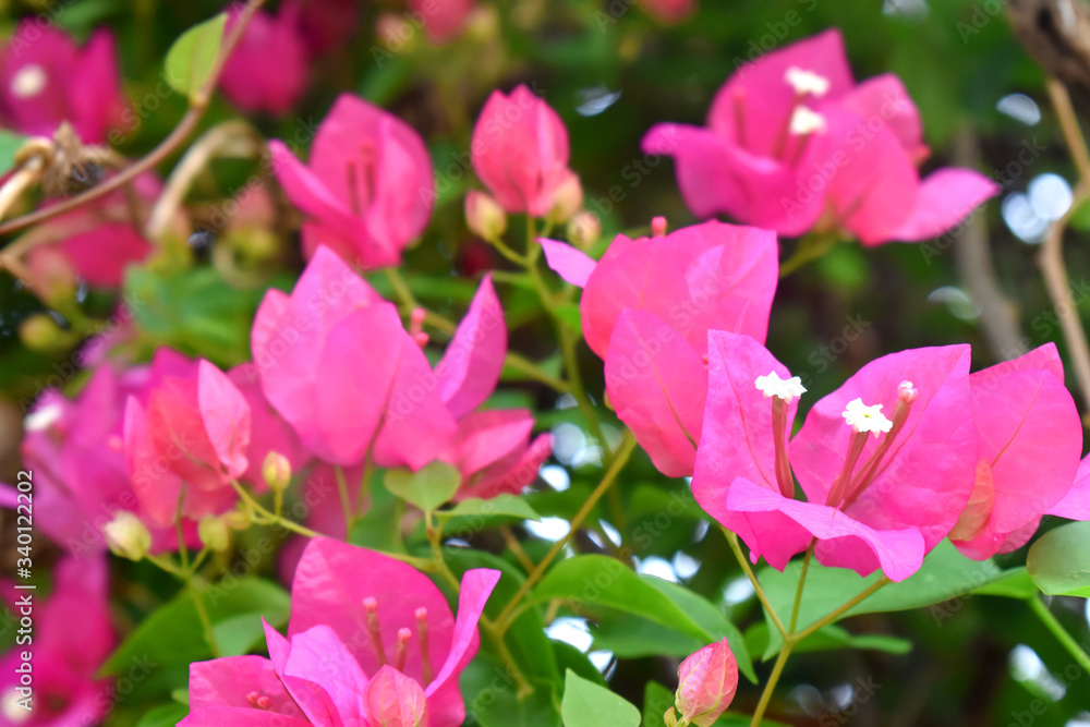 Pink bougainvillea flowers with green leaves, background