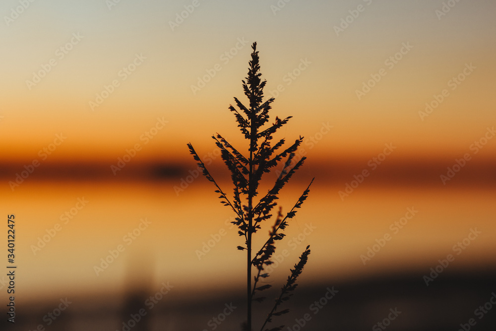 vegetación con fondo de atardecer vegetación con fondo de atardecer