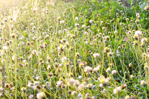 Grasses flowers with sun flare in evening, wildflower background