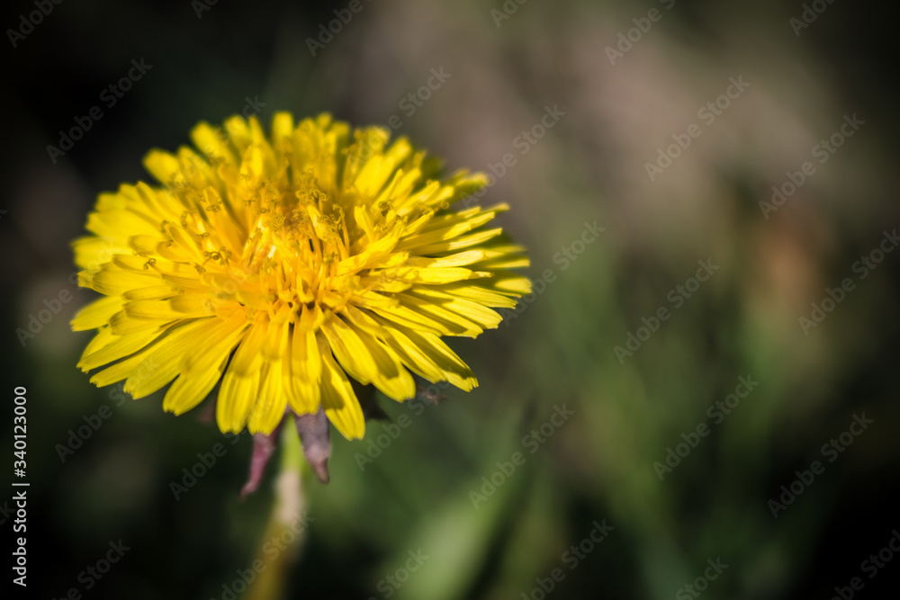 Close up of bright yellow dandelion flower in the meadow. Macro shot of Taraxacum officinale. Blooming season in spring, blurred background, copy space for text. Close up of bright yellow dandelion flower in the meadow. Macro shot of Taraxacum officinale. Blooming season in spring, blurred background, copy space for text.