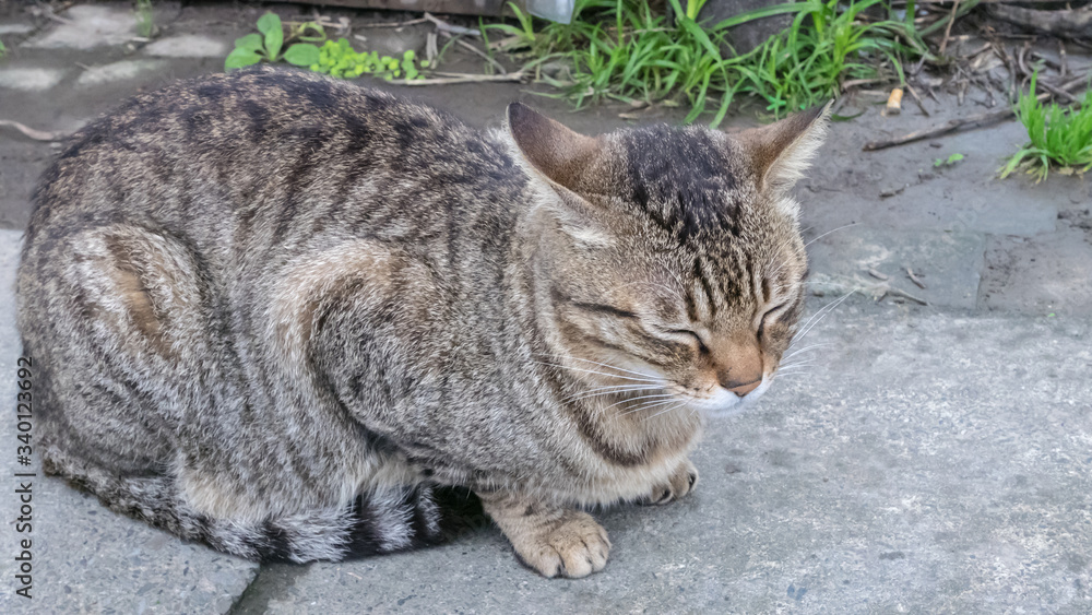 The beautiful of sleeping cat sit on garden ground. The beautiful of sleeping cat sit on garden ground.