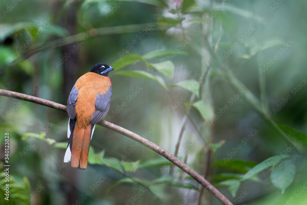 Beautiful Cinnamon-rumped trogon, high angle view, rear shot, perching in the morning on the curve branch in nature of tropical moist lowland forest, wildlife sanctuary in southern Thailand. Beautiful Cinnamon-rumped trogon, high angle view, rear shot, perching in the morning on the curve branch in nature of tropical moist lowland forest, wildlife sanctuary in southern Thailand.