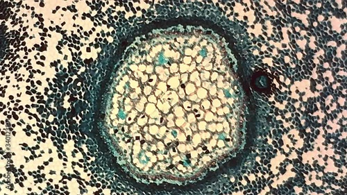 Microscope Fern Root 1 Cross Section x1200 photo