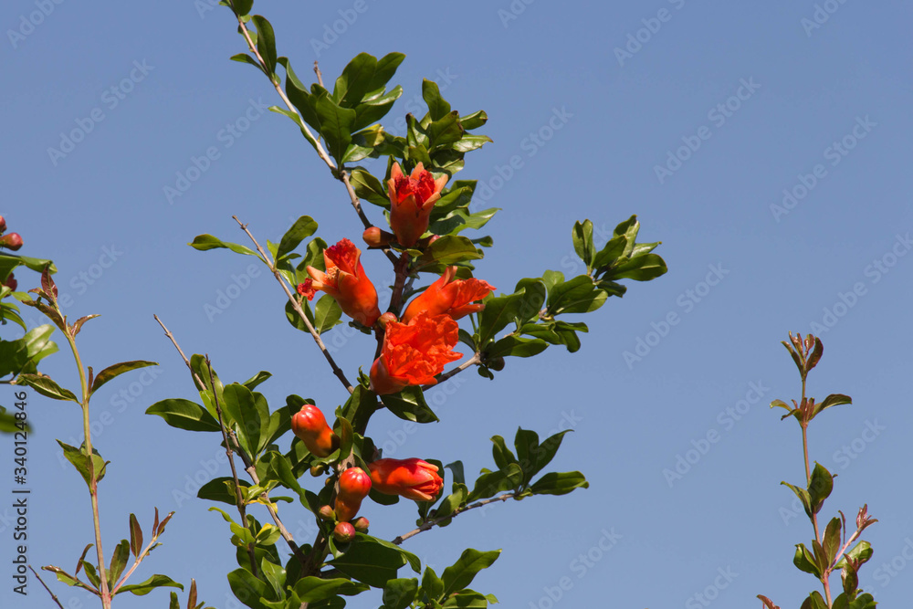 Blooming pomegranate branch with blue sky on background.