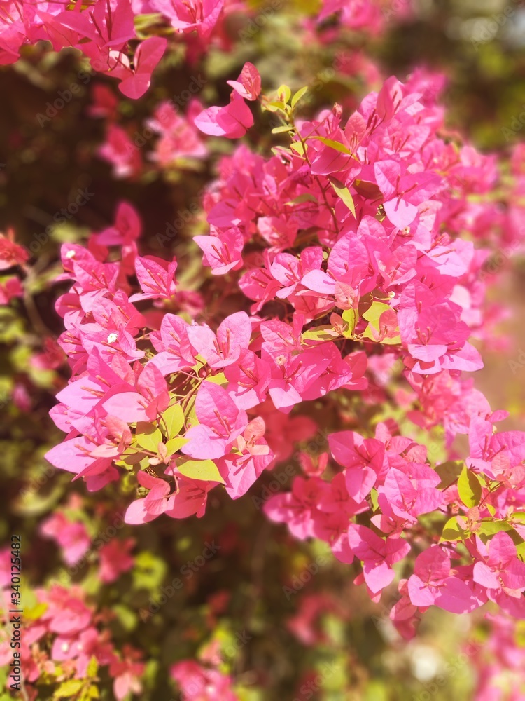 Pink boungainvillea in the garden