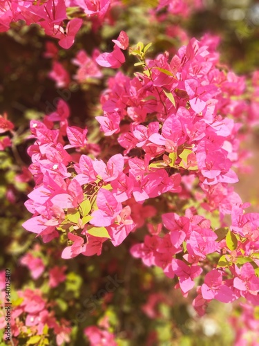 Pink boungainvillea in the garden photo