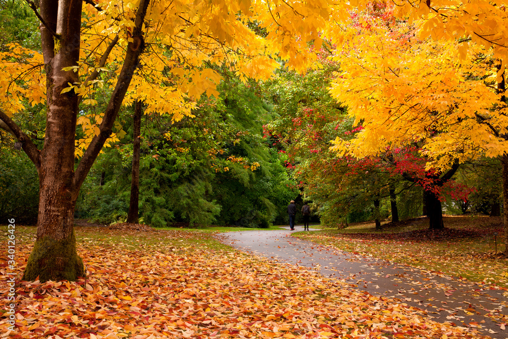 Fototapeta premium Fall colors at VanDusen Botanical Garden - Vancouver, BC, Canada
