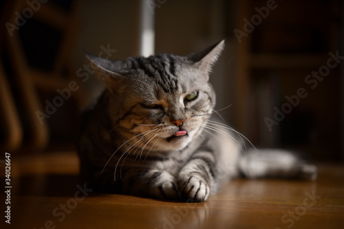 舌出し、ウインク、変顔の猫 © ramustagram
