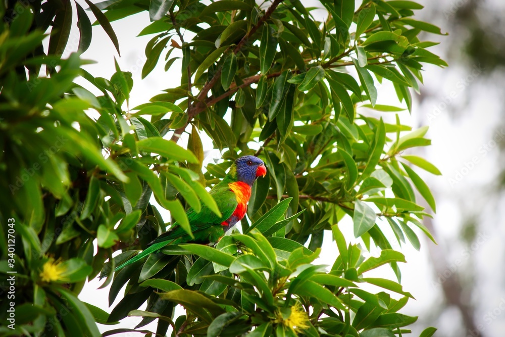 A beautiful wild Rainbow Lorikeet on a Golden Penda tree, Queensland, Australia.