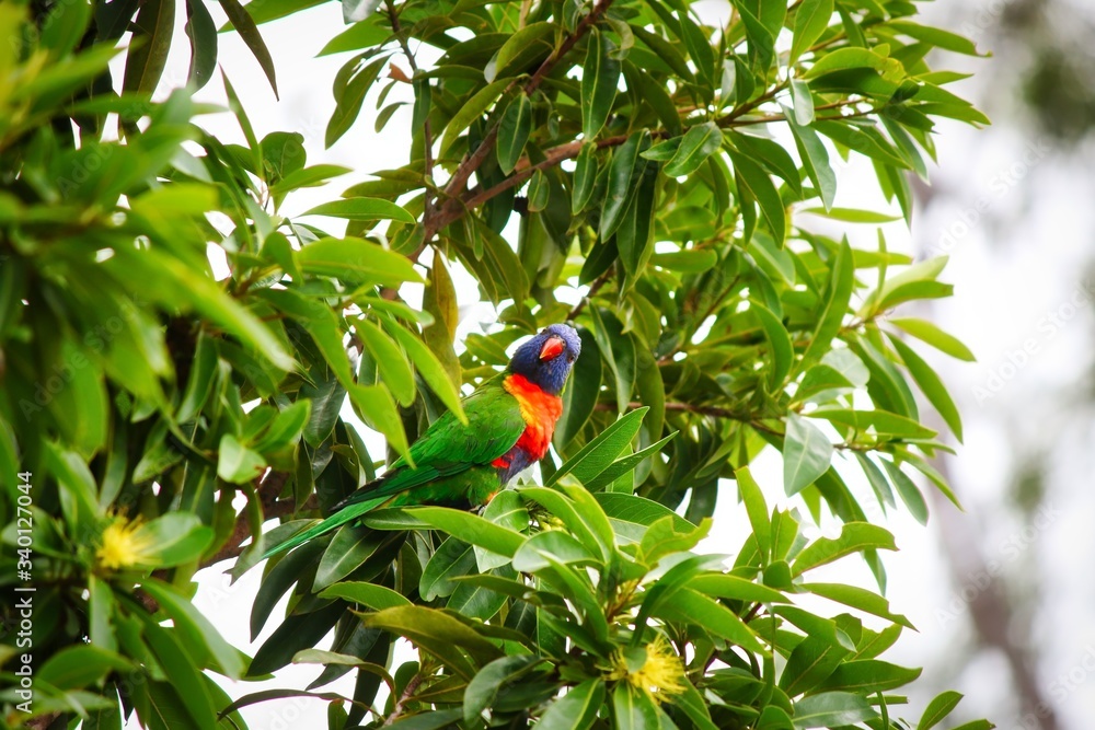 A beautiful wild Rainbow Lorikeet on a Golden Penda tree, Queensland, Australia.