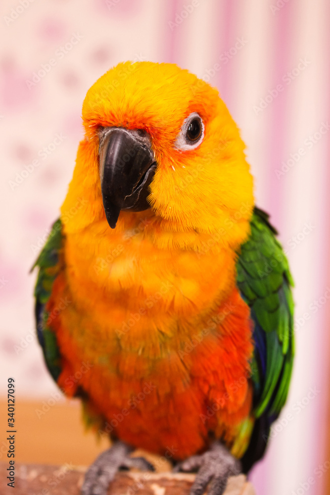 Obraz premium Beautiful exotic sun conure parrot sitting on a finger on a bright background