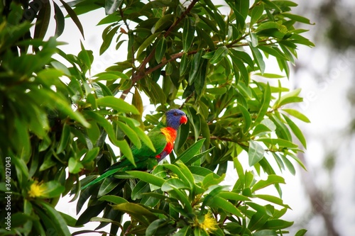 Obraz na płótnie A beautiful wild Rainbow Lorikeet on a Golden Penda tree, Queensland, Australia. w salonie