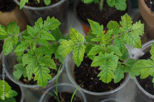 Close up of damaged or diseased tomato leaf with evenly spaced yellow and light green veins splattered over the green leaf. Indication of nutrient deficiency. Lack of fertilizer. Horizontal frame
