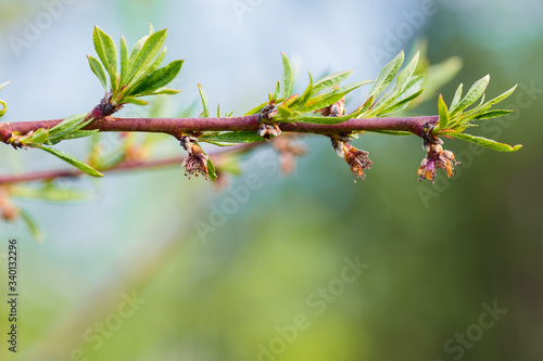 Peach flowers on a branch withered after night frosts. Harvest died. Lean year. Monilinia plant disease on the fruit tree.