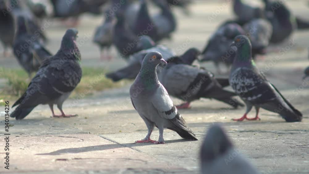 Close up flock of pigeon stand at floor in morning sun light. Close up flock of pigeon stand at floor in morning sun light.