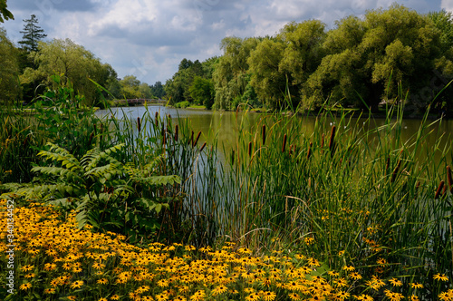 Black Eyed Susans and Cattails at Victoria Park Lake in Kitchener Ontario