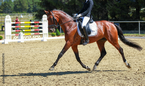 Dressage horse in a dressage test in a strong trot..