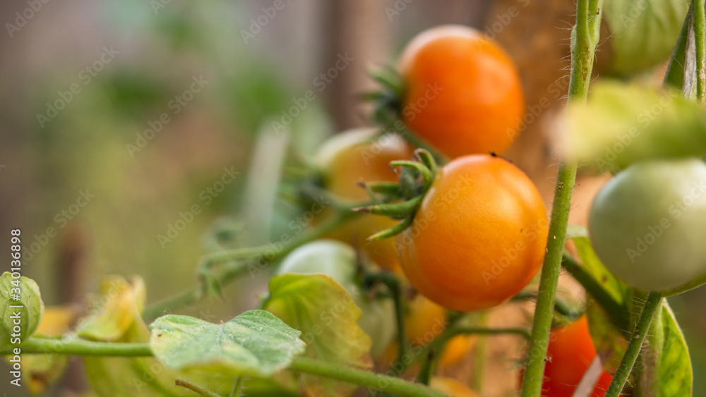 Green and red tomatoes in tomato field, red and green tomatoes hanging on plant in greenhouse. Green and red tomatoes in tomato field, red and green tomatoes hanging on plant in greenhouse.