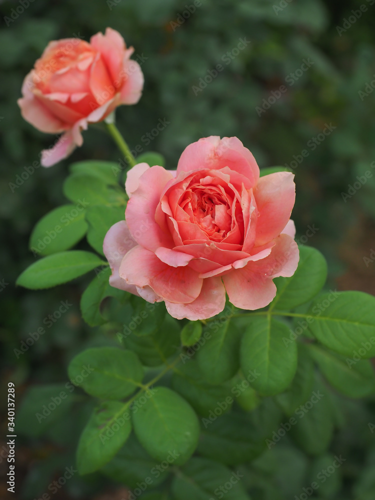 The beautiful roses in my garden bloom in the morning sun. The beautiful roses in my garden bloom in the morning sun.