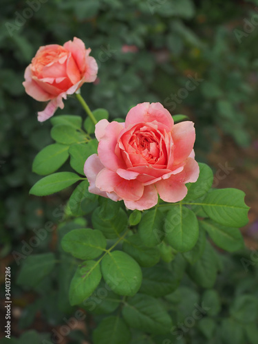 The beautiful roses in my garden bloom in the morning sun.