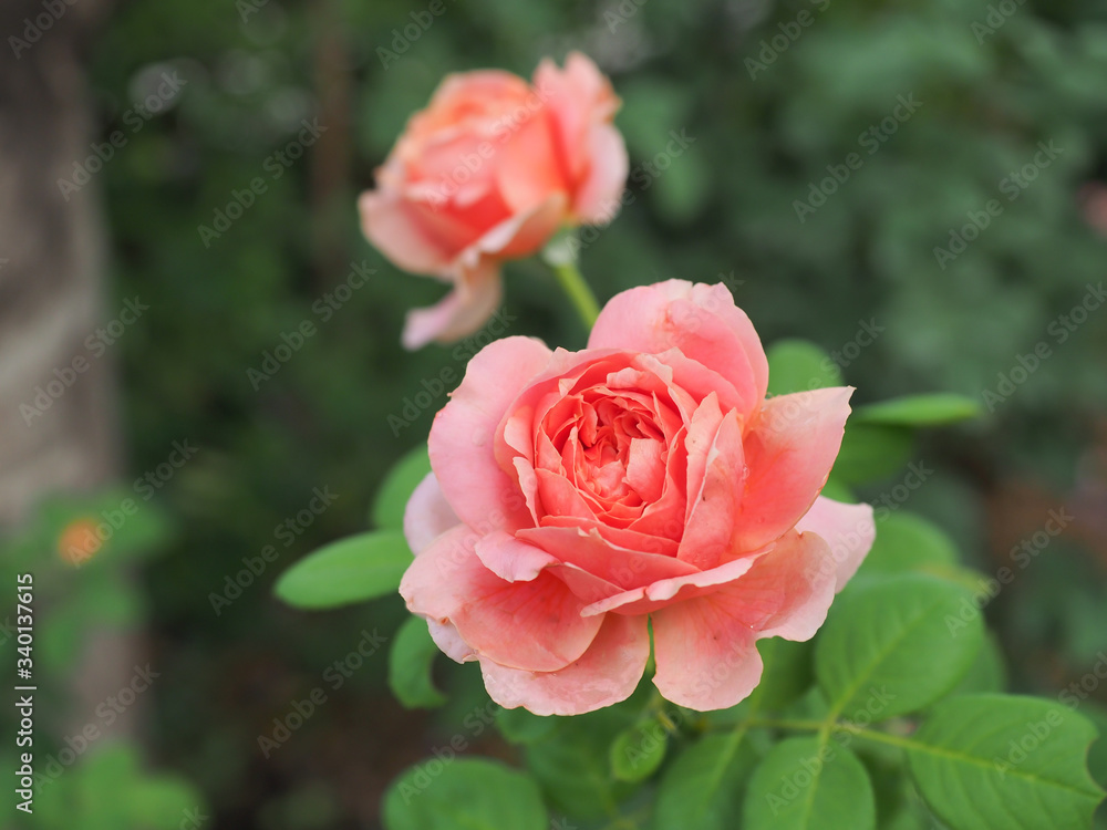 The beautiful roses in my garden bloom in the morning sun. The beautiful roses in my garden bloom in the morning sun.
