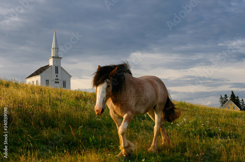Fototapeta Clydesdale horse walking in field at sundown at Highland Village Museum at Iona