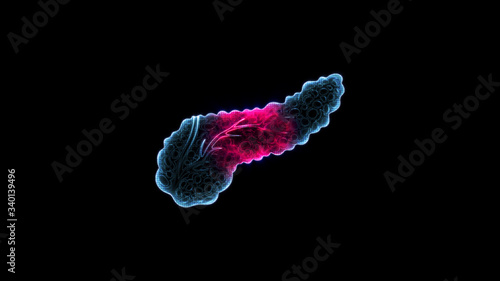 human pancreas