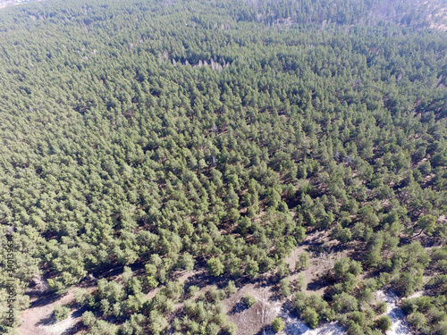 Pine forest (drone aerial image). Near Kiev,Ukraine