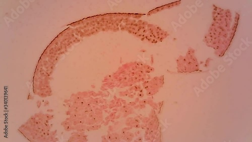 Microscope Frog Blastula Section x1000 photo