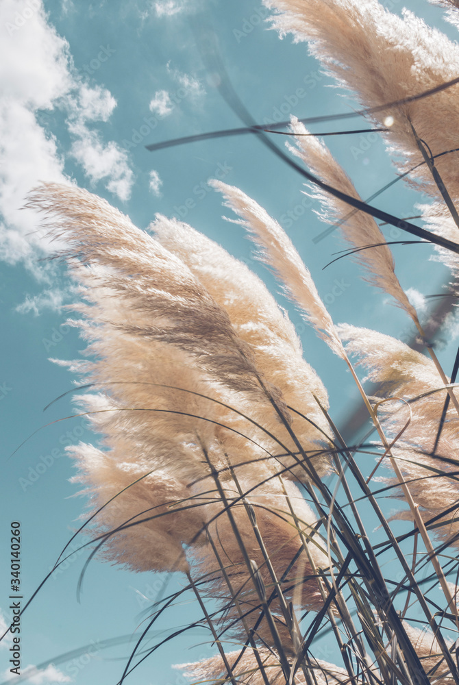 Pampa grass with light blue sky and clouds