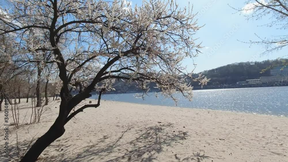 Blooming spring tree on the banks of the Dnieper Blooming spring tree on the banks of the Dnieper