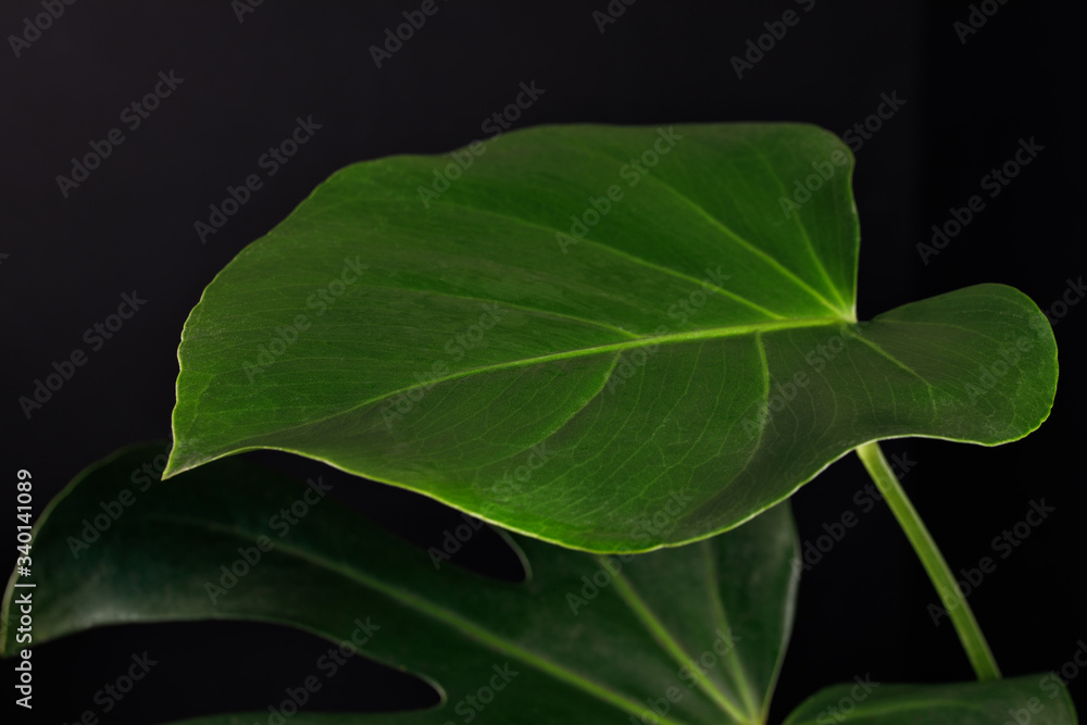 Tropical Monstera on dark black background. Close-up. Tropical Monstera on dark black background. Close-up.