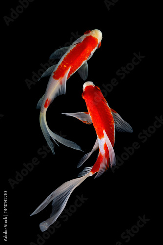 Koi fish is domesticated version of common carp. This fish is most famous by its beautiful colors that have been created via selective breeding