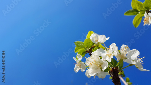pear flower and leaves isolated in blue sky