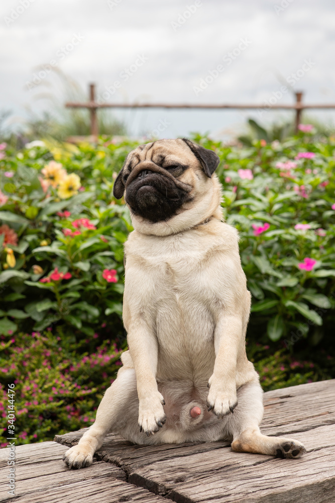 Happy Dog Pug Breed smile and with flowers fields in background,Healthy dog happiness with fresh air Happy Dog Pug Breed smile and with flowers fields in background,Healthy dog happiness with fresh air