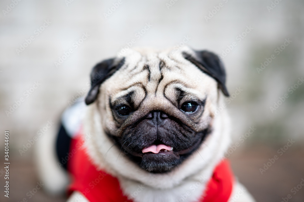 cute dog pug breed have a question and making funny face feeling so happiness and fun,Selective focus,Friendship Concept