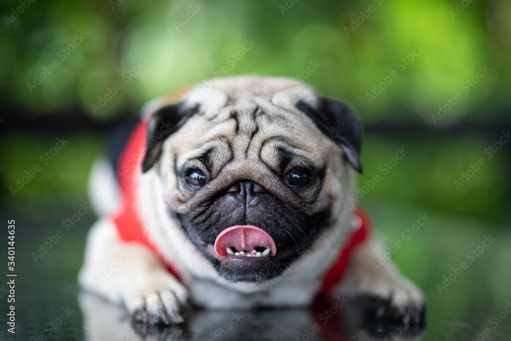 cute dog pug breed making funny face feeling so happiness and fun,Selective focus,Happy purebred dog concept
